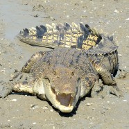 Caution: Killer Crocodiles!