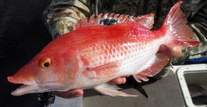 The black-spot pigfish is a reasonably common bottom fishing catch in southern waters, and provides a tasty meal.
