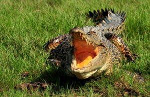 corroboree-billabong-crocodile