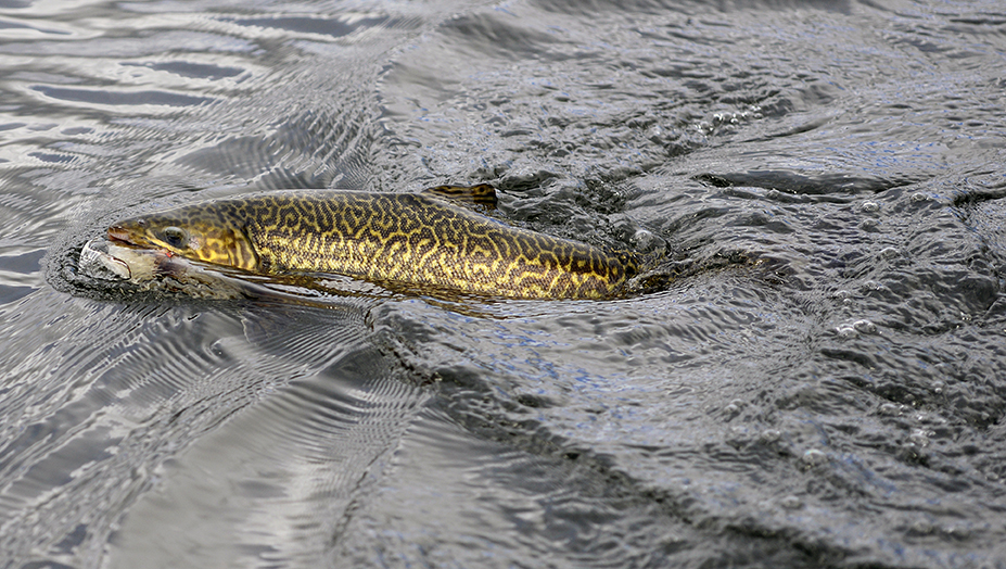 Although they rarely jump, tiger trout are strong, dogged battlers.