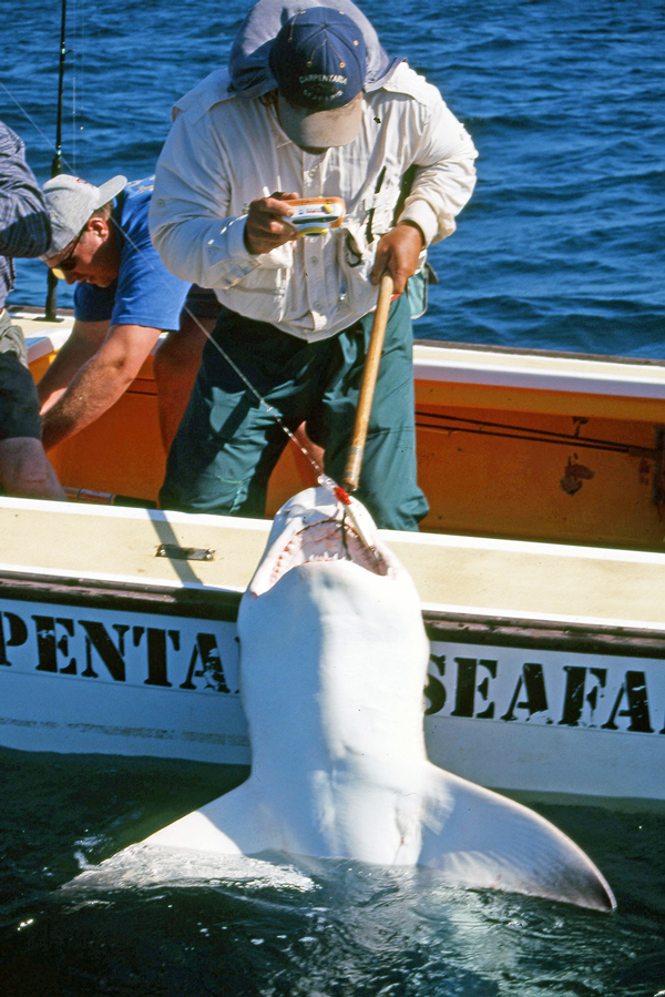 While some shark species are over-fished, populations of other varieties have increased.